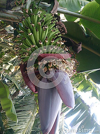 Plantains or bananas, they are coming out like this Stock Photo