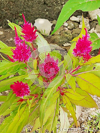 Celosia argentea L. or Abanico Stock Photo