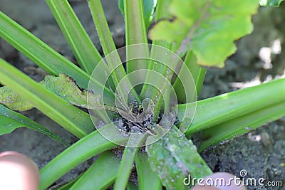 Boron deficiencies on sugar beet plants. Lack of nutrients in crops. Incorrect fertilization of plants. Stock Photo