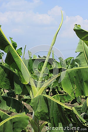 Boron nutrient deficiency symptoms marginal leaf curling in bananas Stock Photo