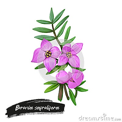 Boronia safrolifera, safrole boronia, species of flowering plant endemic to eastern Australia. Pink hand drawn australian flowers Cartoon Illustration