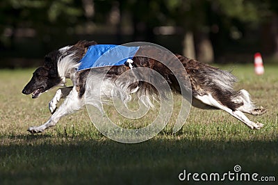 Borzoi coursing Stock Photo