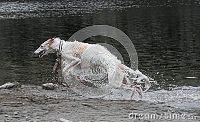 A borzoi dog leaping out of some muddy water Stock Photo