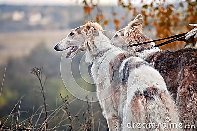 Borzoi dogs on hunting Stock Photo