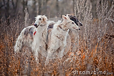 Borzoi dogs on hunting Stock Photo