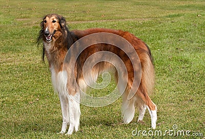 Borzoi, elegant hound, standing to attention Stock Photo