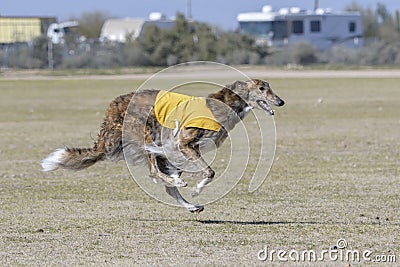 Borzoi hound four paws off the ground running Stock Photo