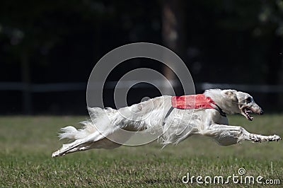 Borzoi lure coursing Stock Photo