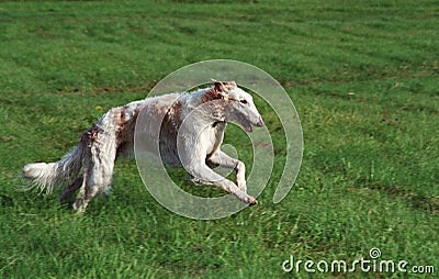 Borzoi running Stock Photo