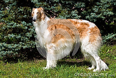 Borzoi Russian brown. Stock Photo