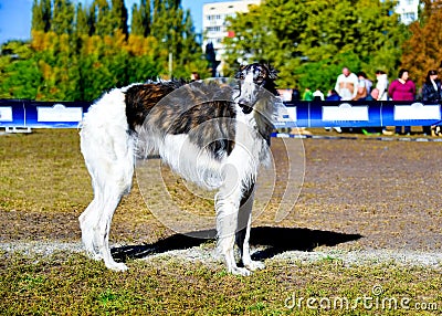 Borzoi Russian dog. Stock Photo