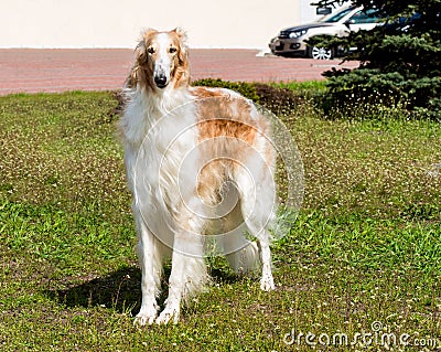 Borzoi Russian full face. Stock Photo