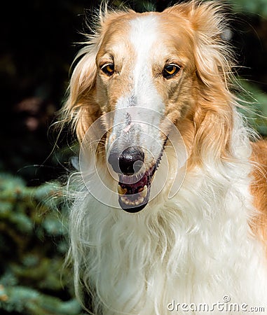 Borzoi Russian full face portrait. Stock Photo