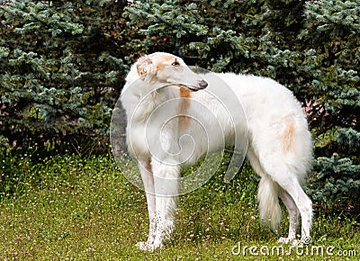 Borzoi Russian looks back. Stock Photo