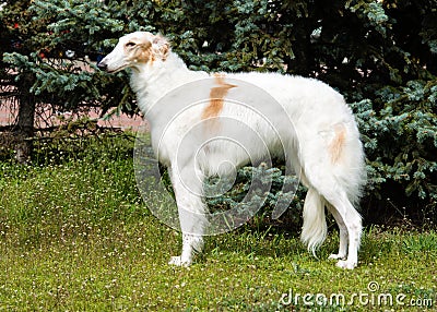 Borzoi Russian profile. Stock Photo