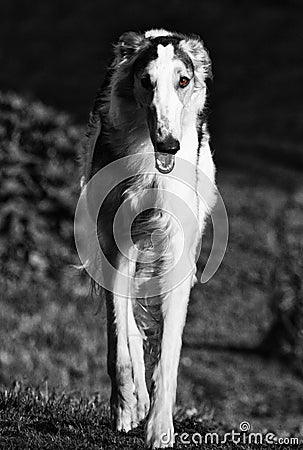 Borzoi russian sight-hound in action Stock Photo