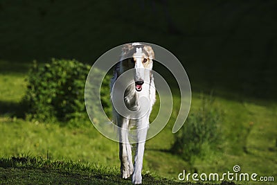 Borzoi russian sight-hound in action Stock Photo