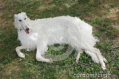 Borzoi Russian white. The Borzoi Russian dog sitting on the gre Stock Photo