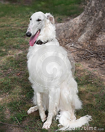 Borzoi Russian white. The Borzoi Russian dog sitting on the gre Stock Photo