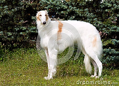 Borzoi Russian white. Stock Photo