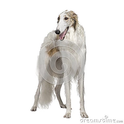 Borzoi - Russian Wolfhound (15 months) Stock Photo