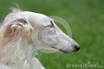 Borzoi Russian Wolfhound female serious look. Stock Photo