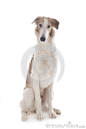 Borzoi in studio Stock Photo