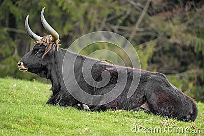 Bos primigenius - aurochs Stock Photo