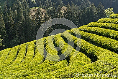 Boseong green tea field Stock Photo