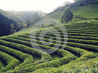 Boseong green tea plantation, South Korea Stock Photo