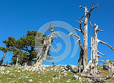 Bosnian pines on top of Serra di Crispo mountain Garden of Gods, Pollino National Park, southern Apennine Mountains, Italy Stock Photo