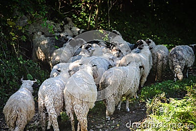 Bosnian Sheep on Mount Vlasic Stock Photo