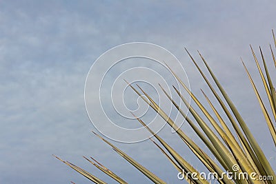 Bosque del Apache New Mexico, fanned leaves of desert yucca against a blue sky with clouds Stock Photo