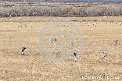 Bosque del Apache New Mexico, Sandhill cranes Antigone canadensis flock feeding in open field, eary morning winter Stock Photo