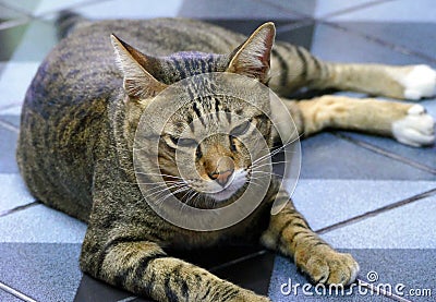 Bossy Cat Stock Photo