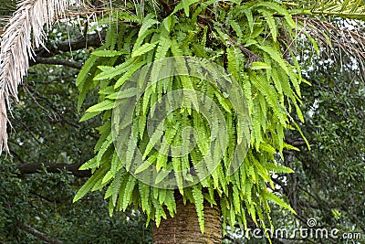 Boston Fern Hanging From A Tree Stock Photo