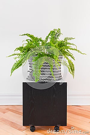 Boston fern plant in a black and white basket Stock Photo