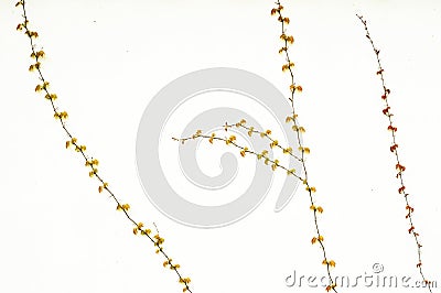 Boston ivy Stock Photo