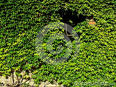 Boston ivy Stock Photo