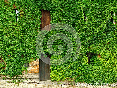 Boston ivy Stock Photo