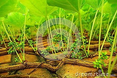 Boston ivy Stock Photo