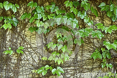 Boston ivy background. Stock Photo