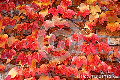 Boston Ivy Stock Photo