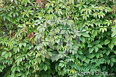 Boston ivy. ParthenocÃ­ssus quinquefolia, Partenocissus tricuspidata Stock Photo