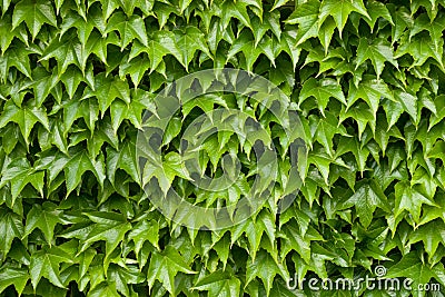 Boston ivy texture Stock Photo