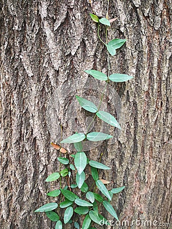 Boston ivy Stock Photo