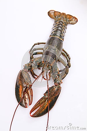 Boston lobster Stock Photo