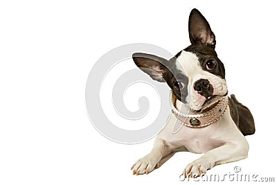 Boston terrier Stock Photo