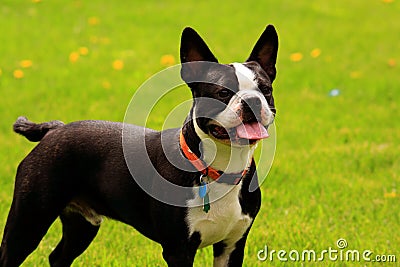 Boston terrier Stock Photo