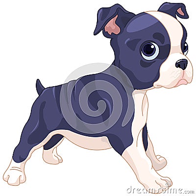 Boston Terrier Cub Vector Illustration
